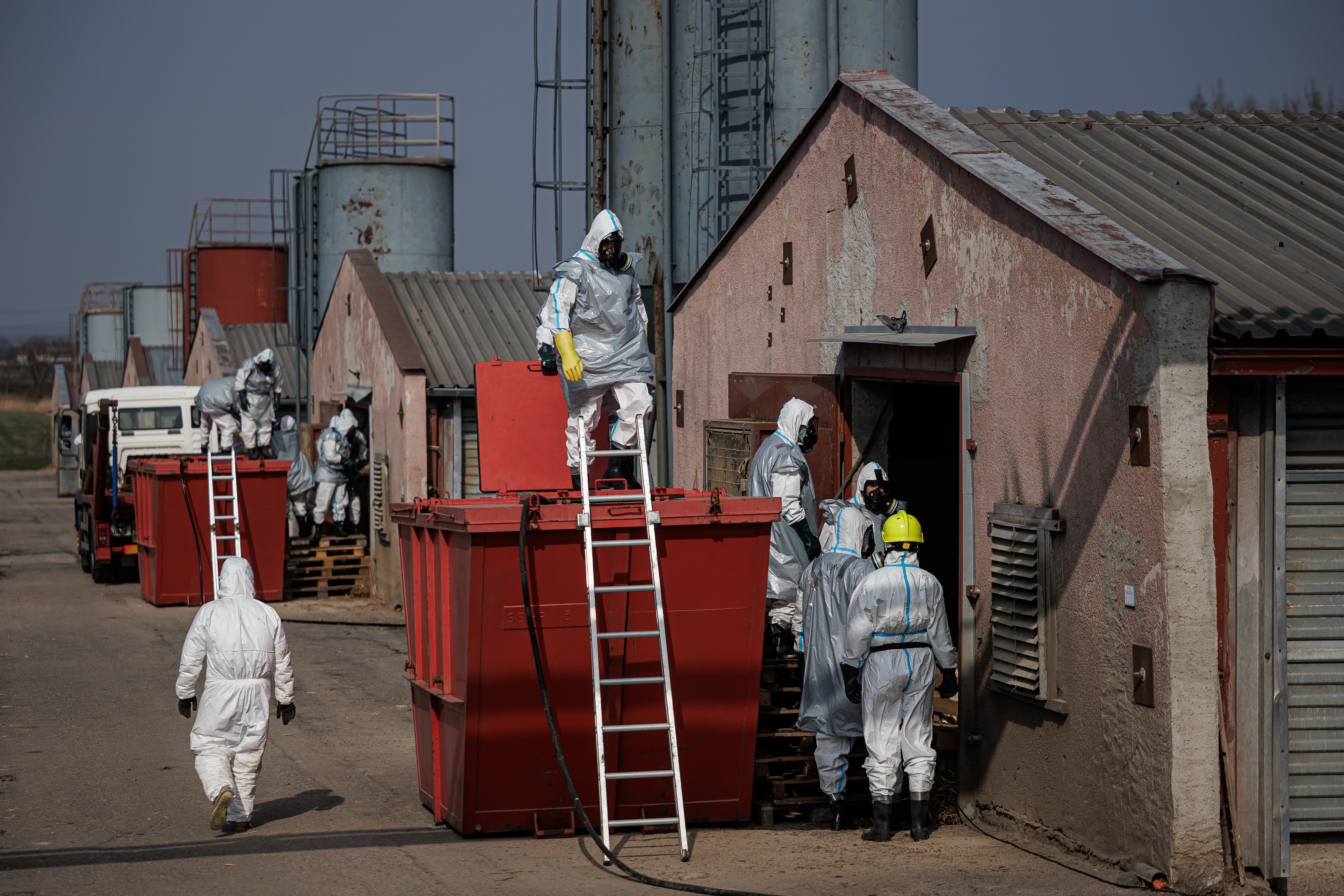 Na Hradecku je další ohnisko ptačí chřipky. Zasáhlo 10 000 kachen