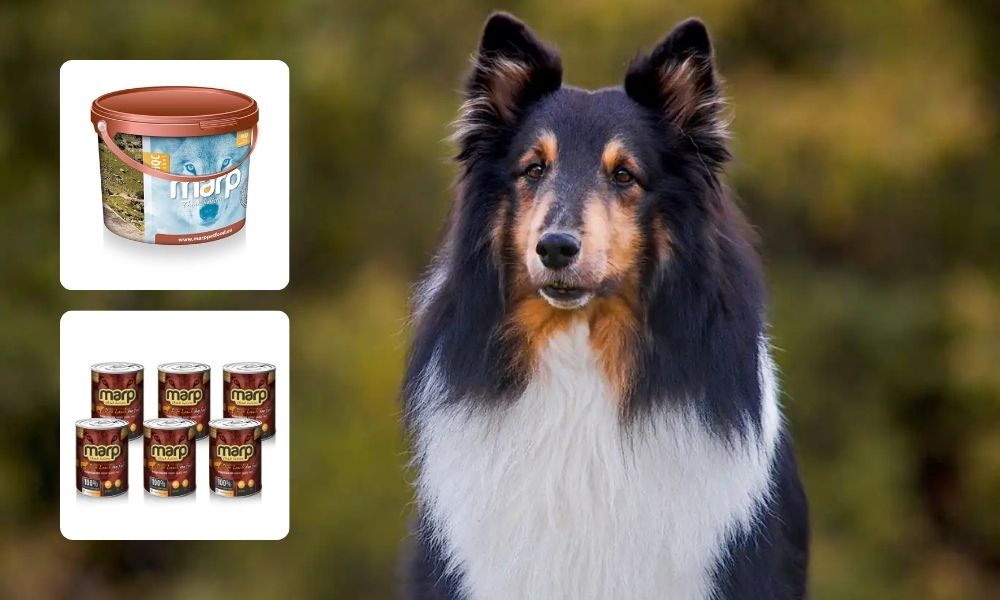 Vyhrajte balení špičkových granulí Marp Holistic Jehněčí Grain Free v zásobníku