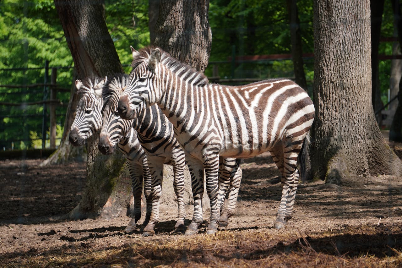 Začínali s pávem a andulkou, dnes chovají žirafy. Olomoucká zoo slaví sedmdesátiny
