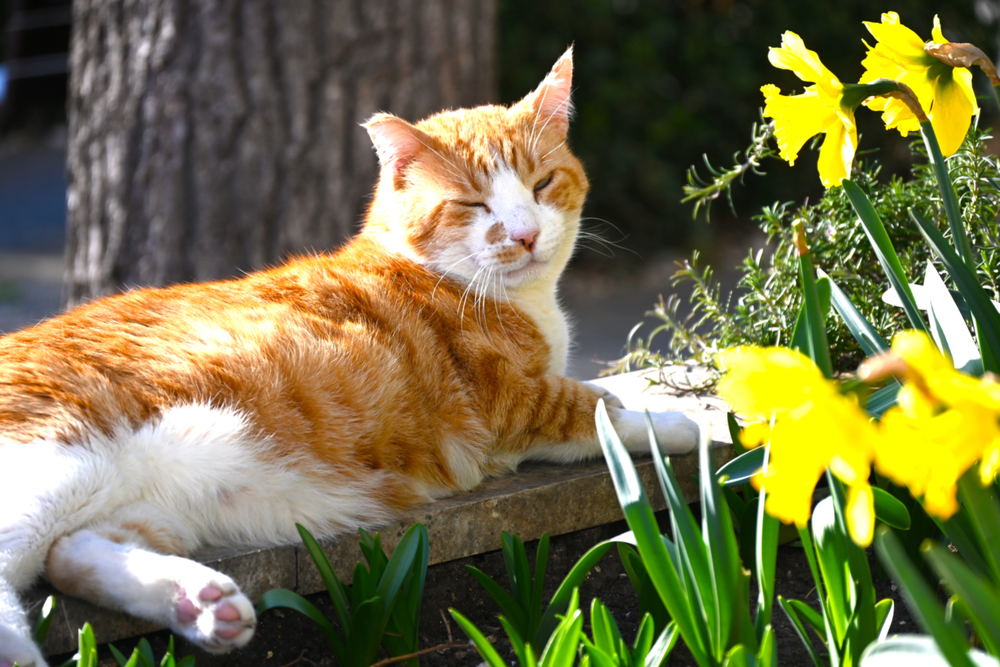 Jaro se hlásí o slovo. Teploty v Česku lámaly rekordy