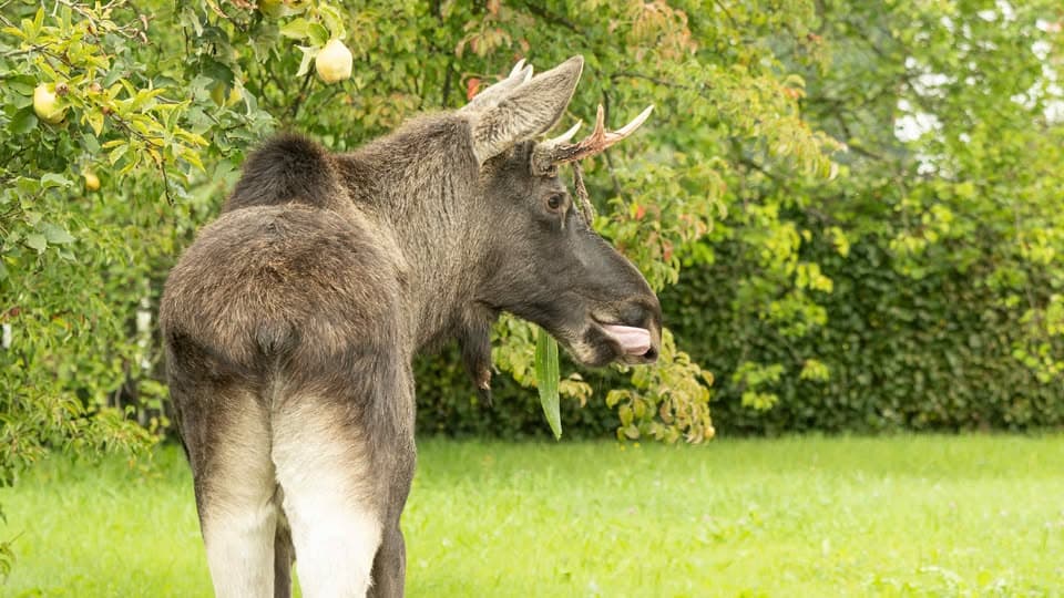 Rakušané fandí Emilovi. „Los Emil“ je jejich slovem roku. A taky výraz "6 7"