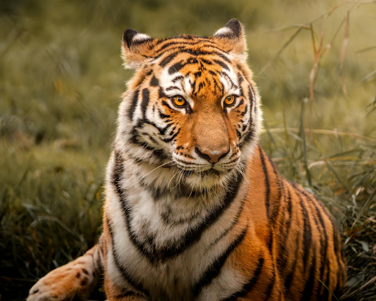 V Hodoníně uhynul druhý tygr. Zoo během pár měsíců ztratila celý pár