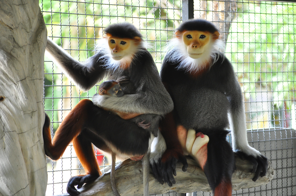 Vzácný langur duk přicestoval z Francie do Chleb, aby zachránil chov