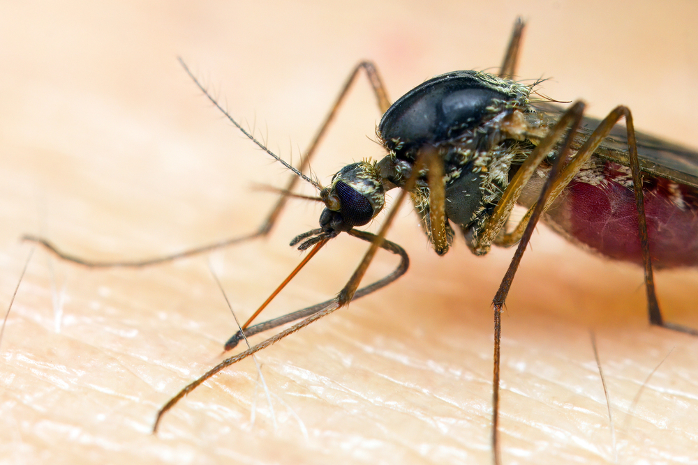 Komáři v Řecku šíří nebezpečný virus: Hlášeno je 232 nakažených a 19 mrtvých