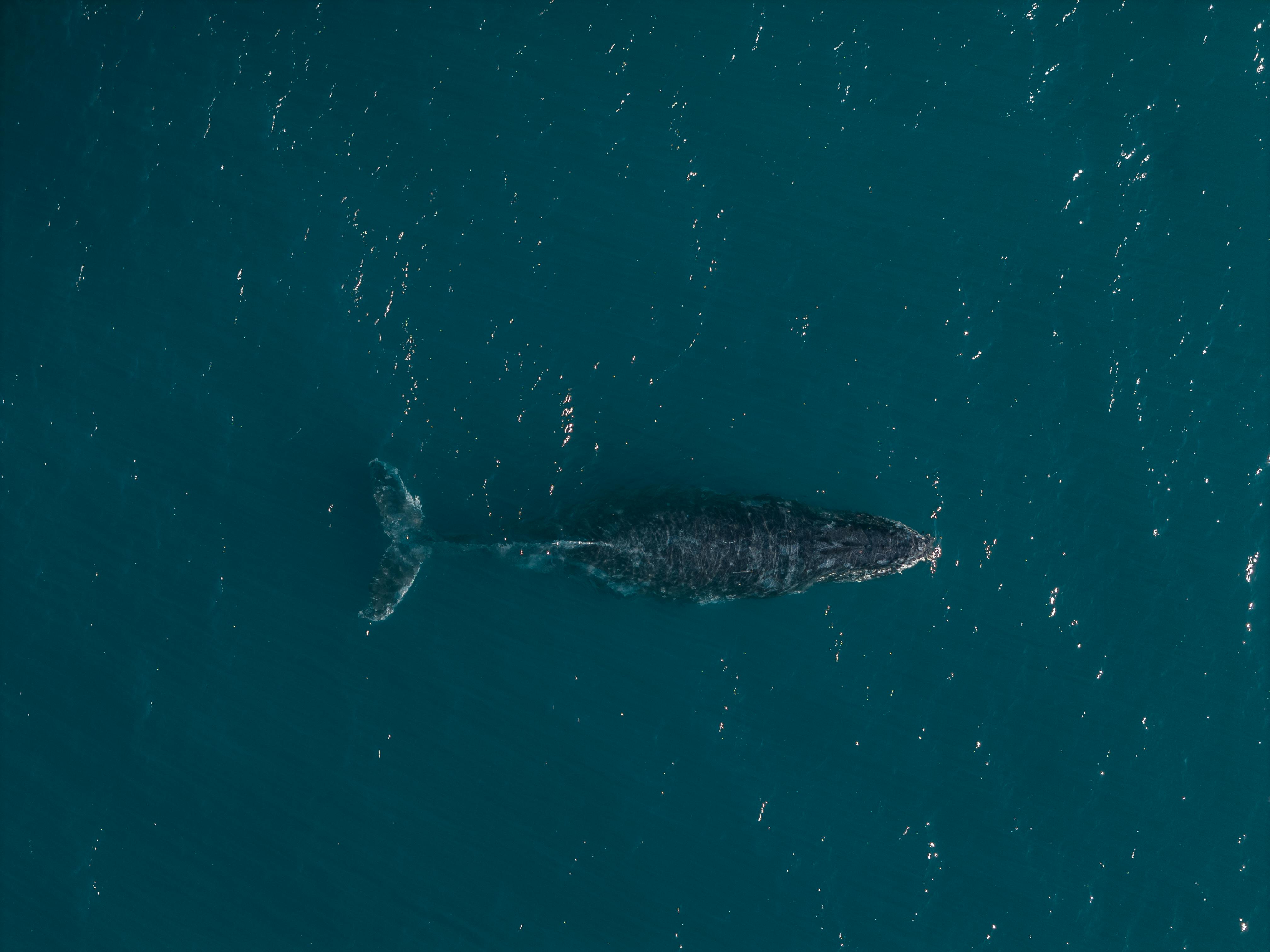 Velrybu Timmyho možná vyprostí katamarán a odveze ho do moře 