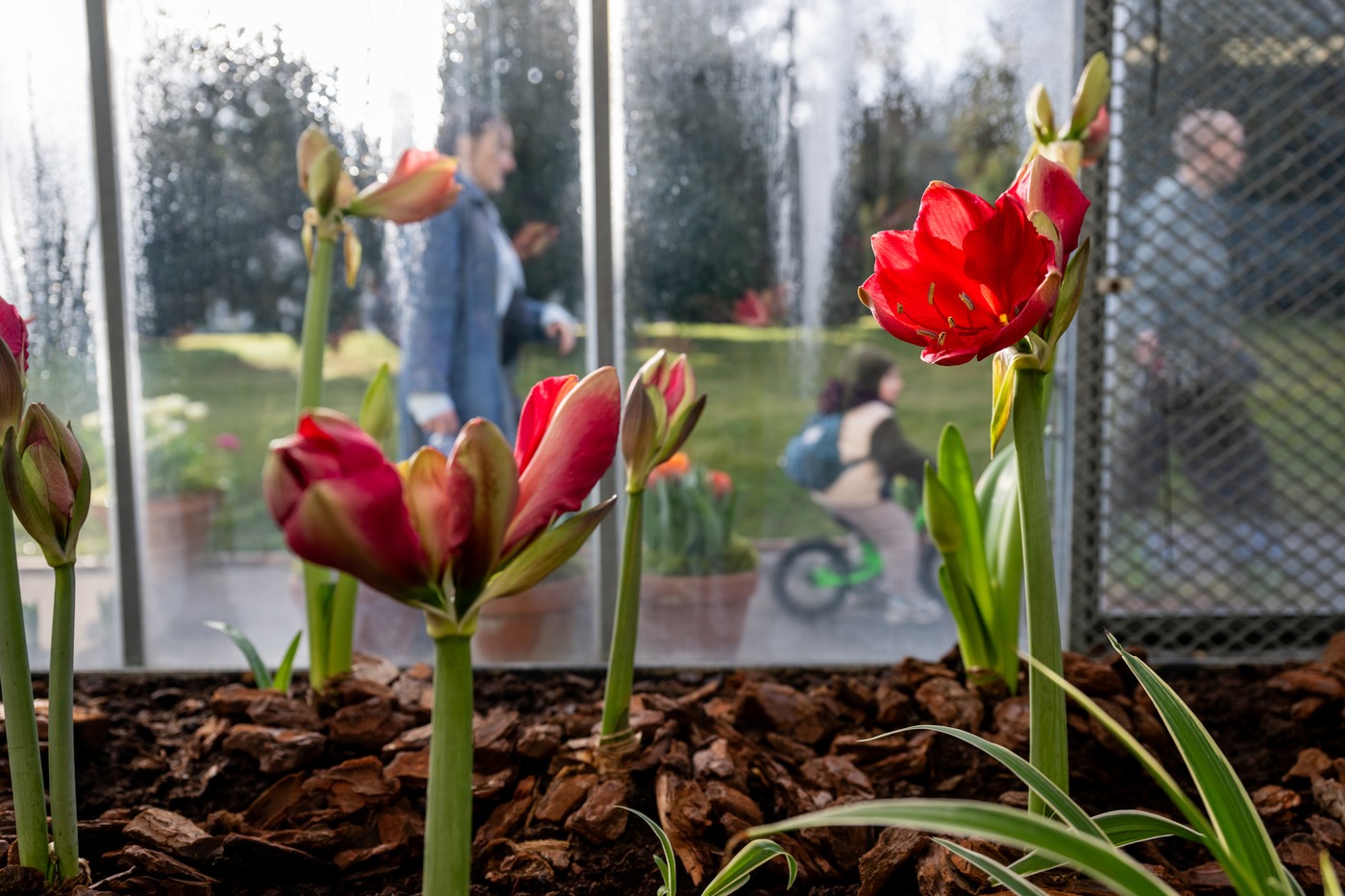Více než 100 odrůd jarních květin lze vidět v Empírovém skleníku Pražského hradu