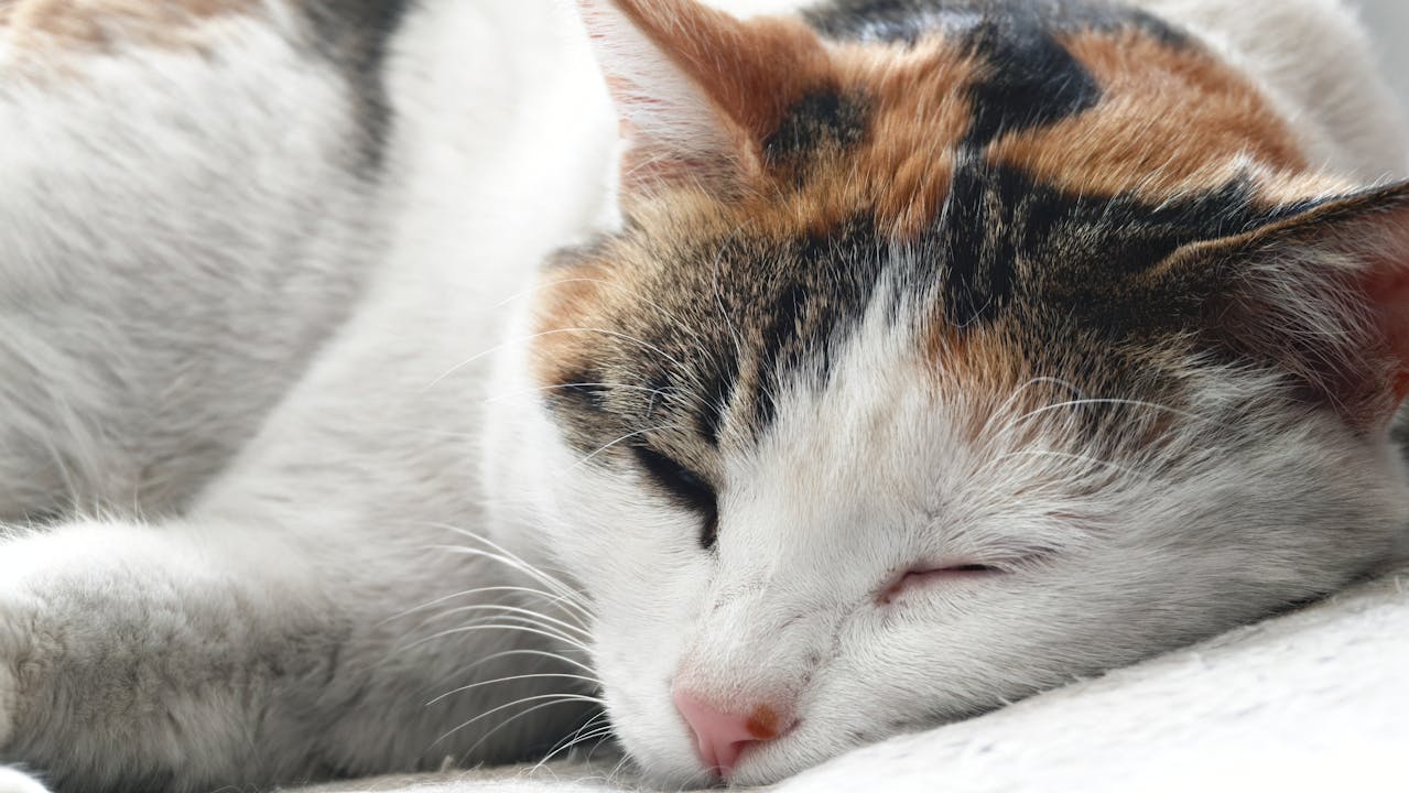 Japonci vyvinuli lék, který může zachránit kočkám život