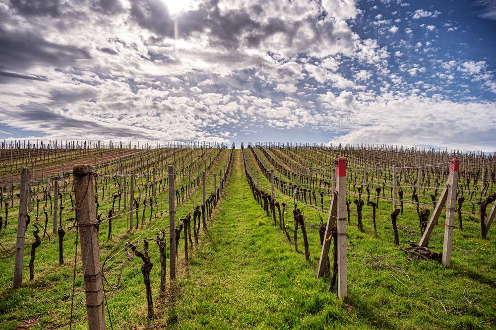 Šampiony 48. ročníku jihomoravské výstavy vín jsou dvě slovenská vína