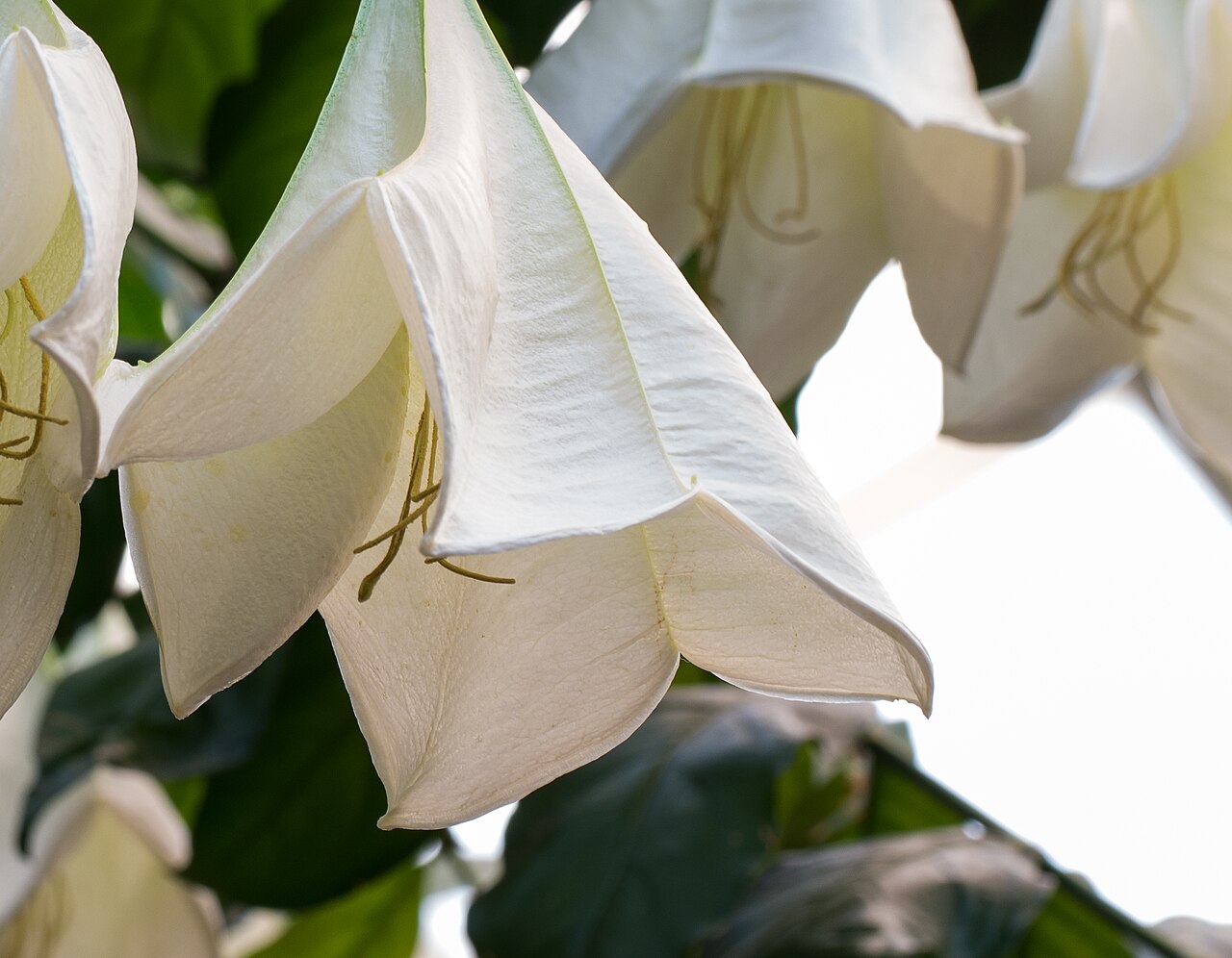 Botanická zahrada v Troji vystavuje vzácnou rostlinu Osa pulchra, poprvé má větší množství květů