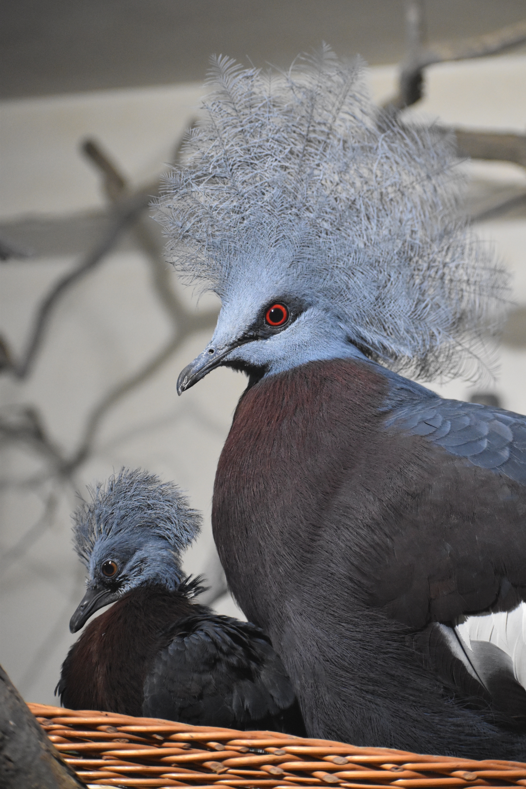 Zoo Brno poprvé odchovala největšího holuba světa, korunáče Sclaterova