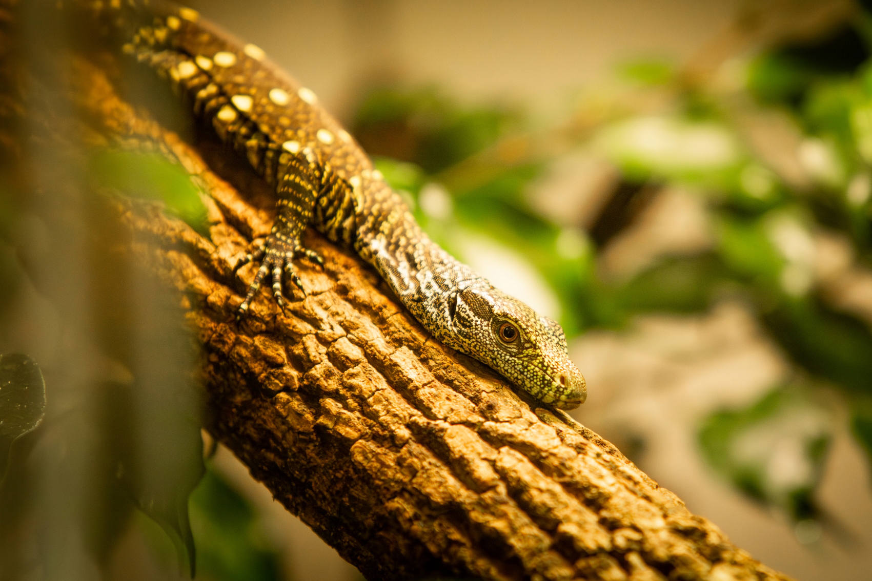 Ostravská zoo odchovává další dvě mláďata vzácného varana papuánského