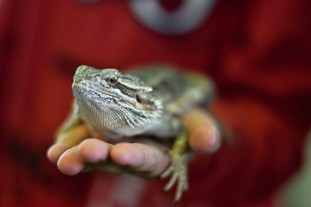 Sto plazů v popcornových sáčcích: soud v Sydney poslal pašeráka na osm let
