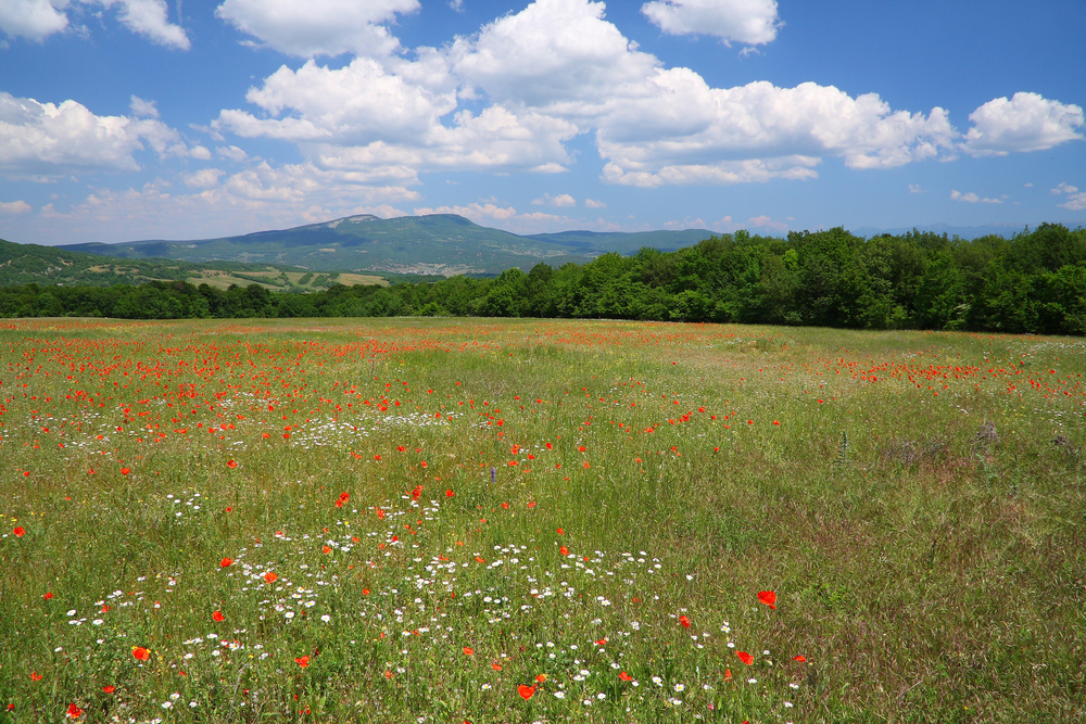 Bez hospodářů by krkonošské louky zanikly. Park jim nabízí peníze
