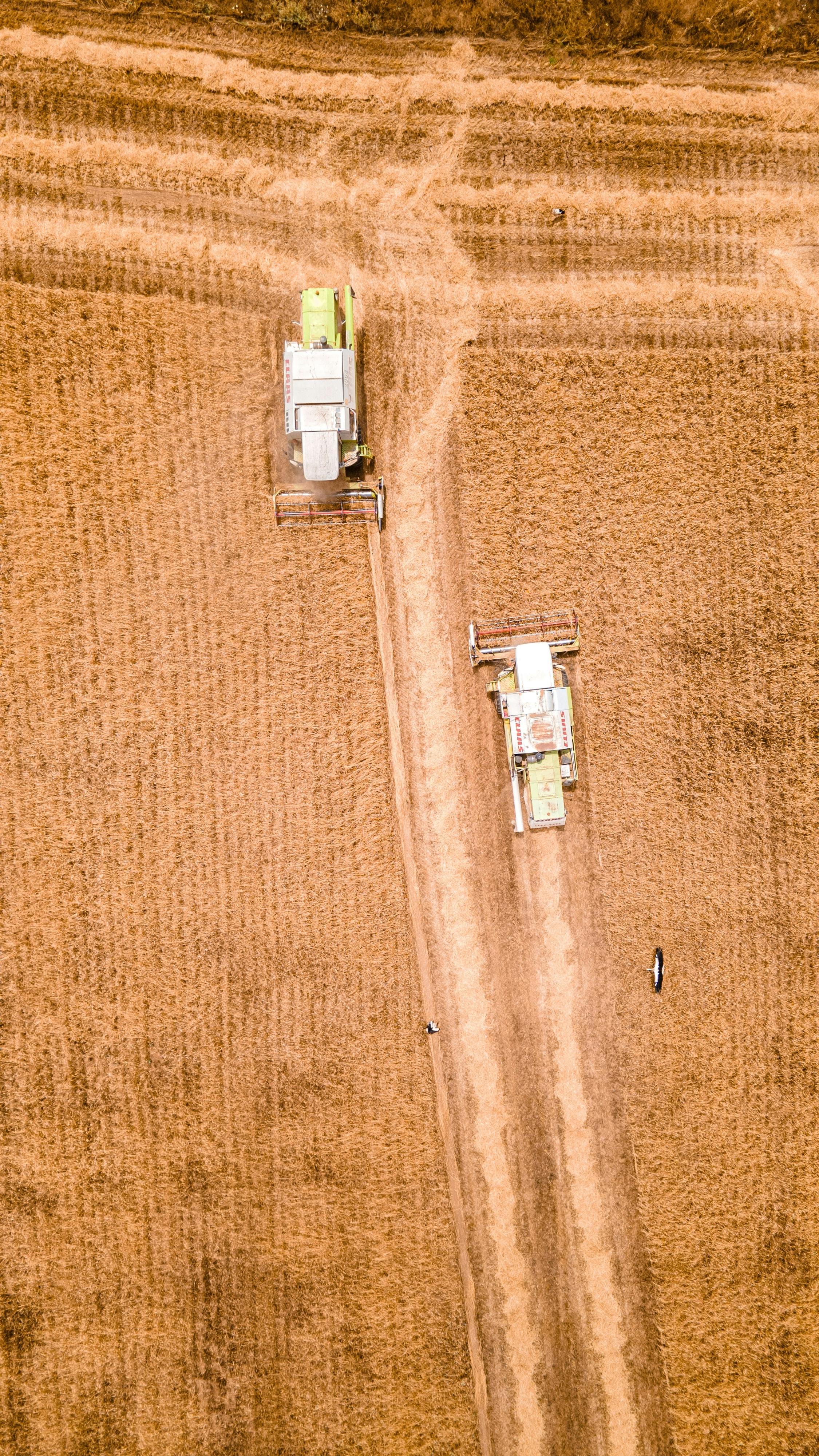 Farmáři sklidili pětinu obilnin, loni ale už dvě třetiny. Žně nabírají velké zpoždění
