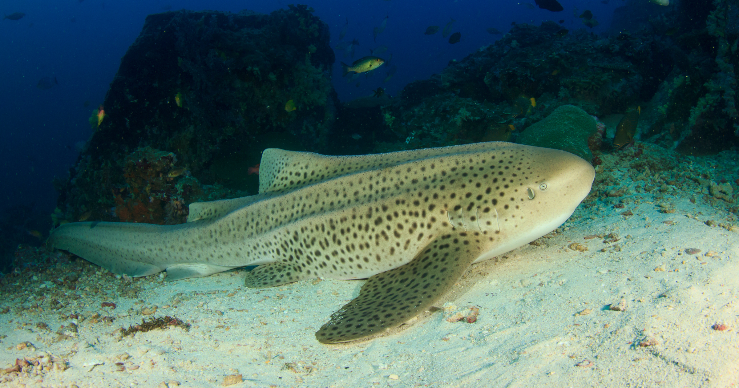 Leopard Cod Endangered species in Raja Ampat
