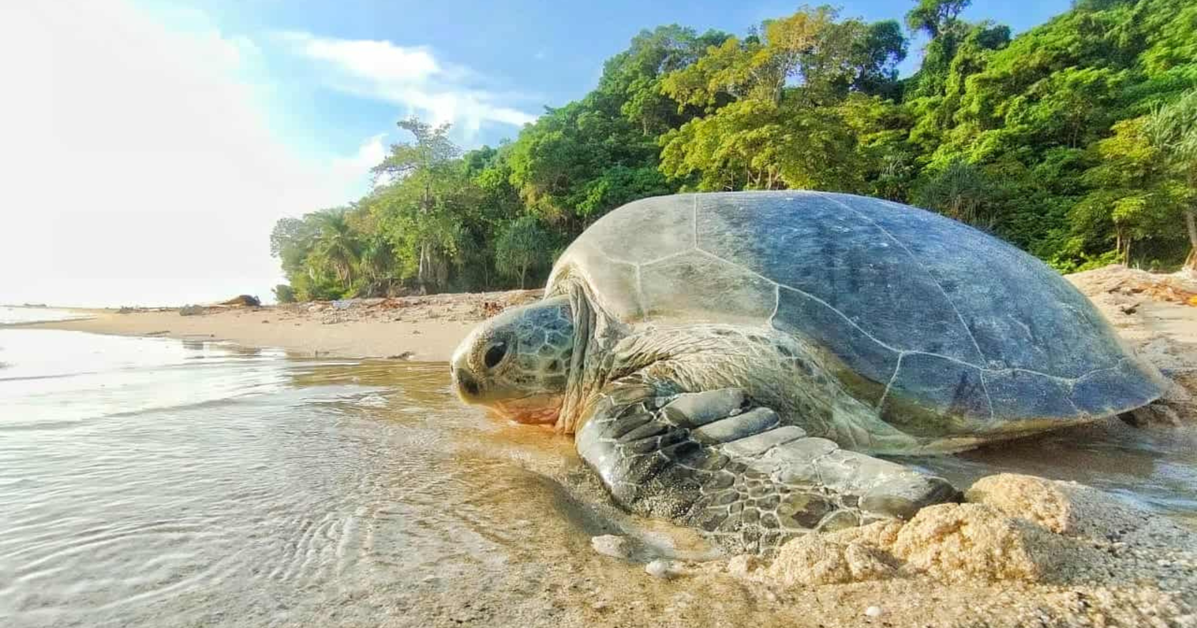 Fundraiser: Connection for Turtles