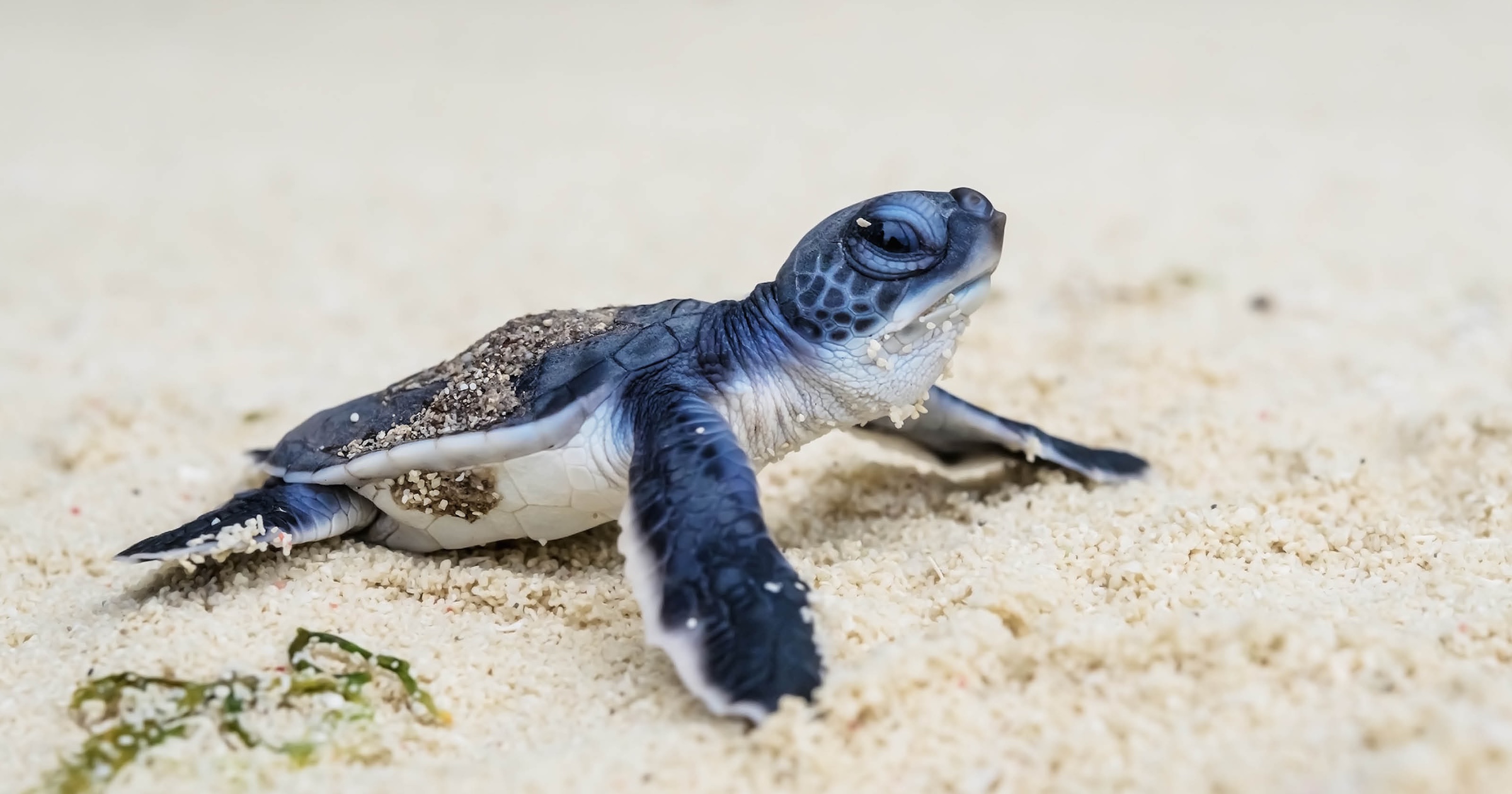 Save Rhe Baby Turtles Support a nonprofit Save Turtle