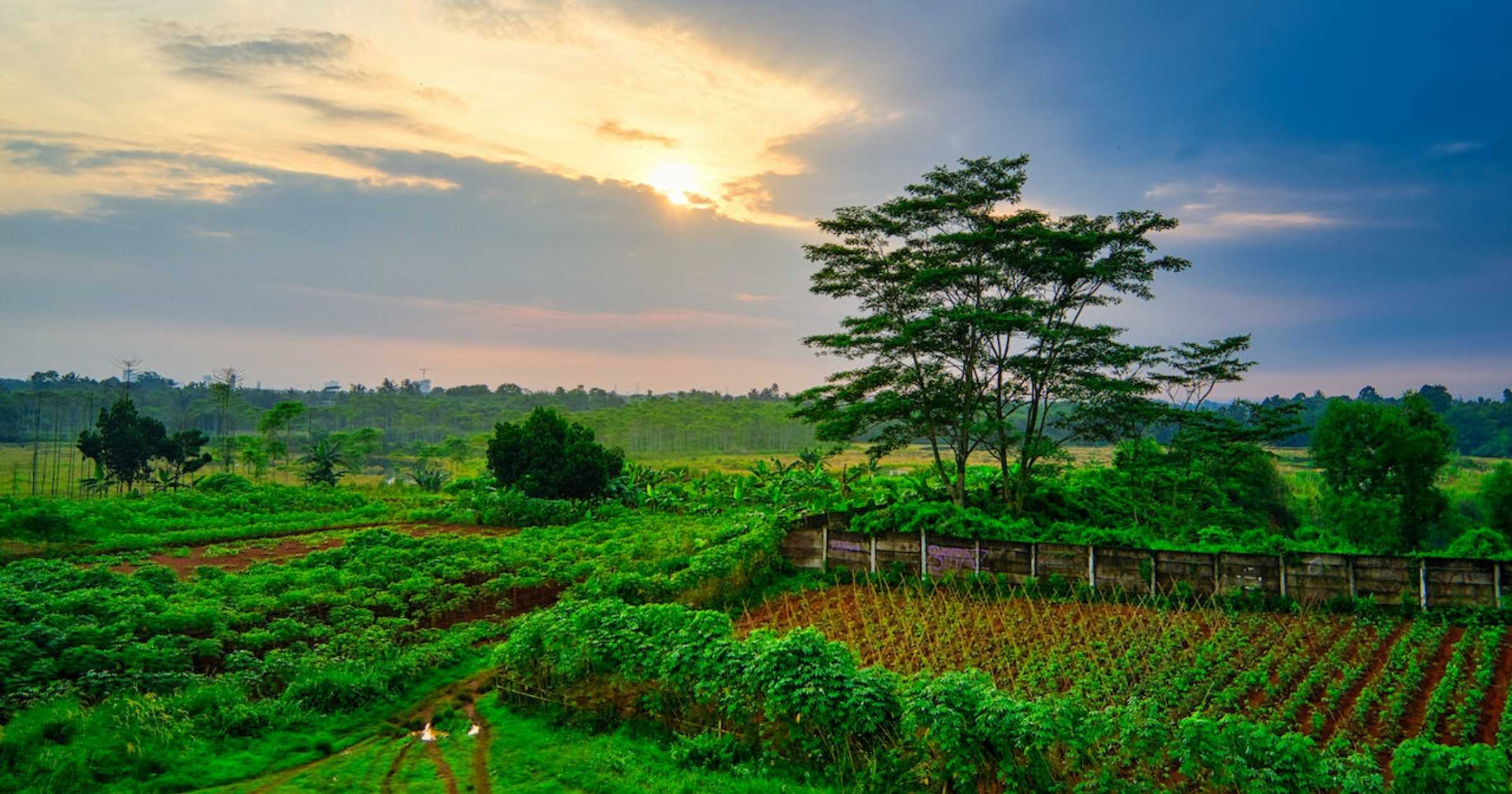 Care for the Canopies: Sustainable Farming
